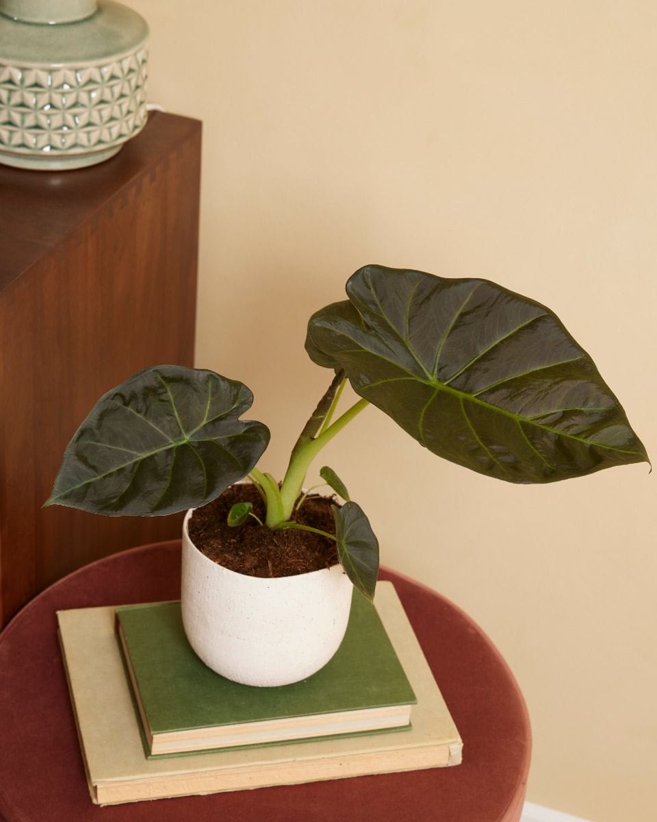Alocasia Elephant Ears Regal Shield