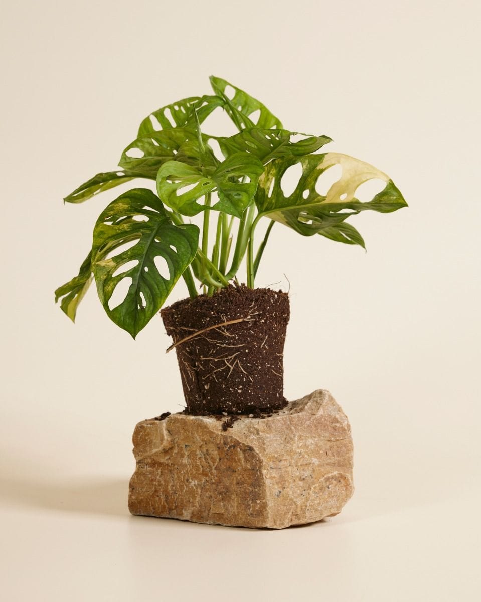 Monstera Adansonii Aurea