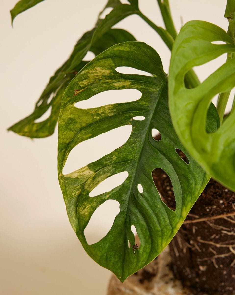 Monstera Adansonii Aurea