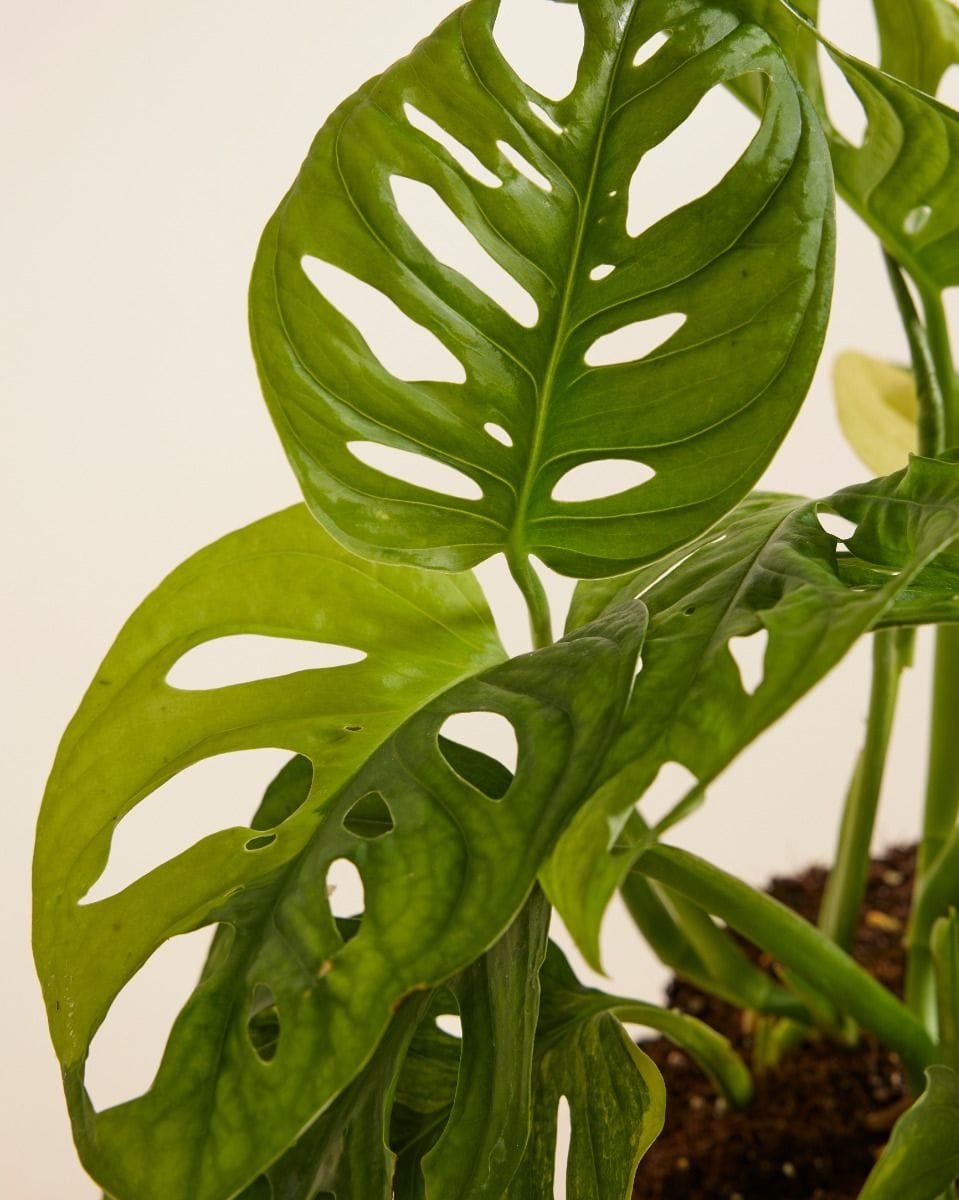 Monstera Adansonii Aurea
