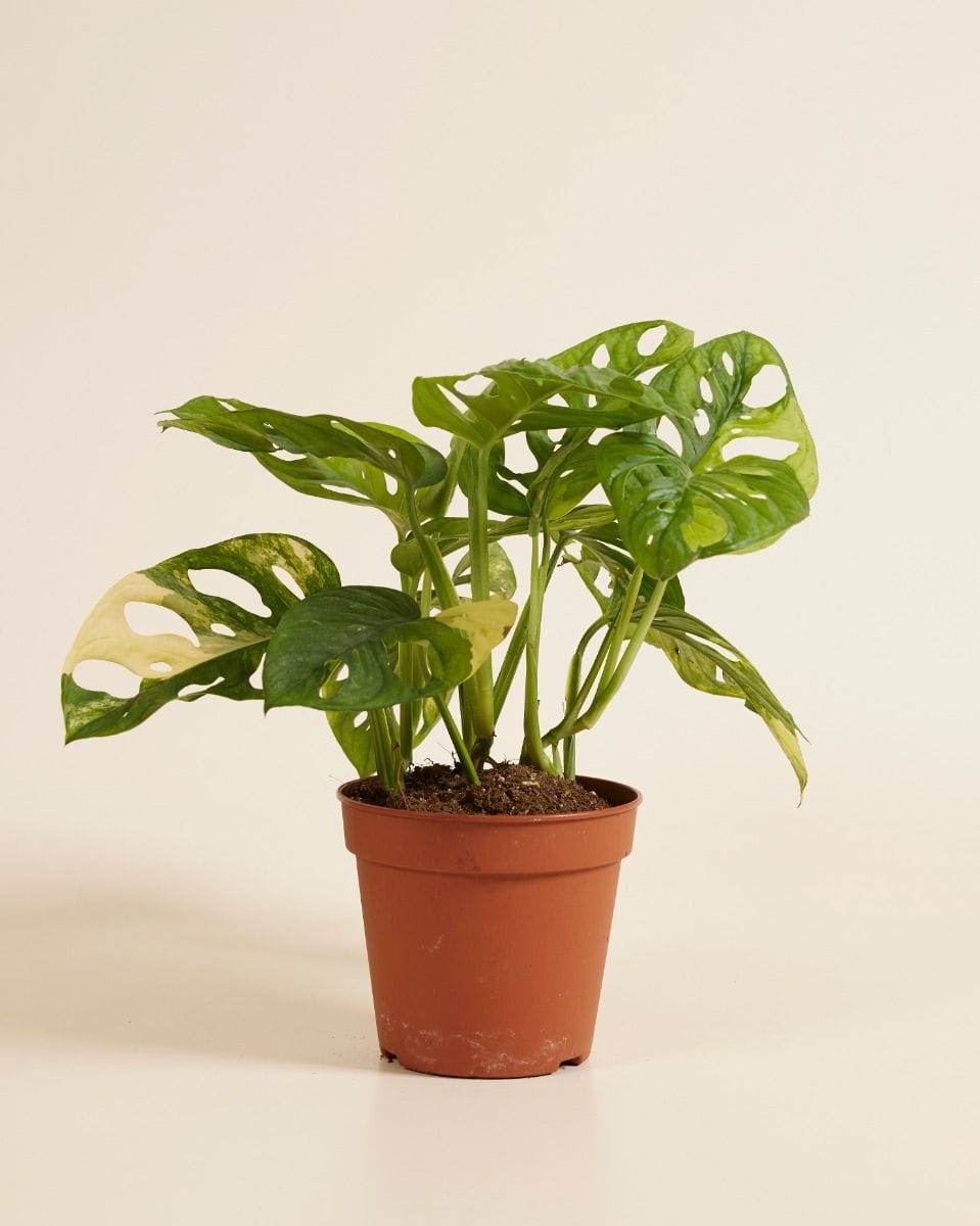 Monstera Adansonii Aurea