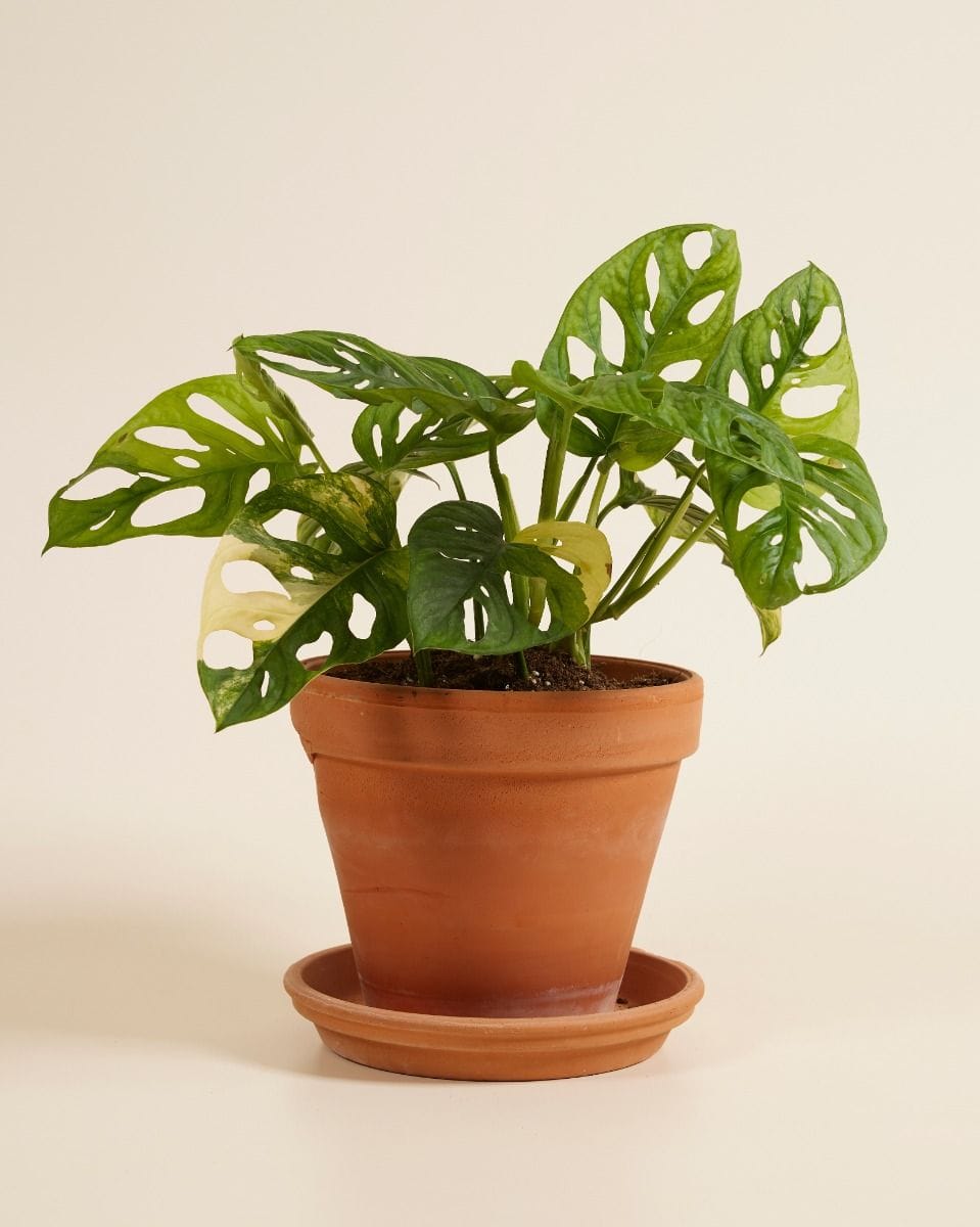 Monstera Adansonii Aurea