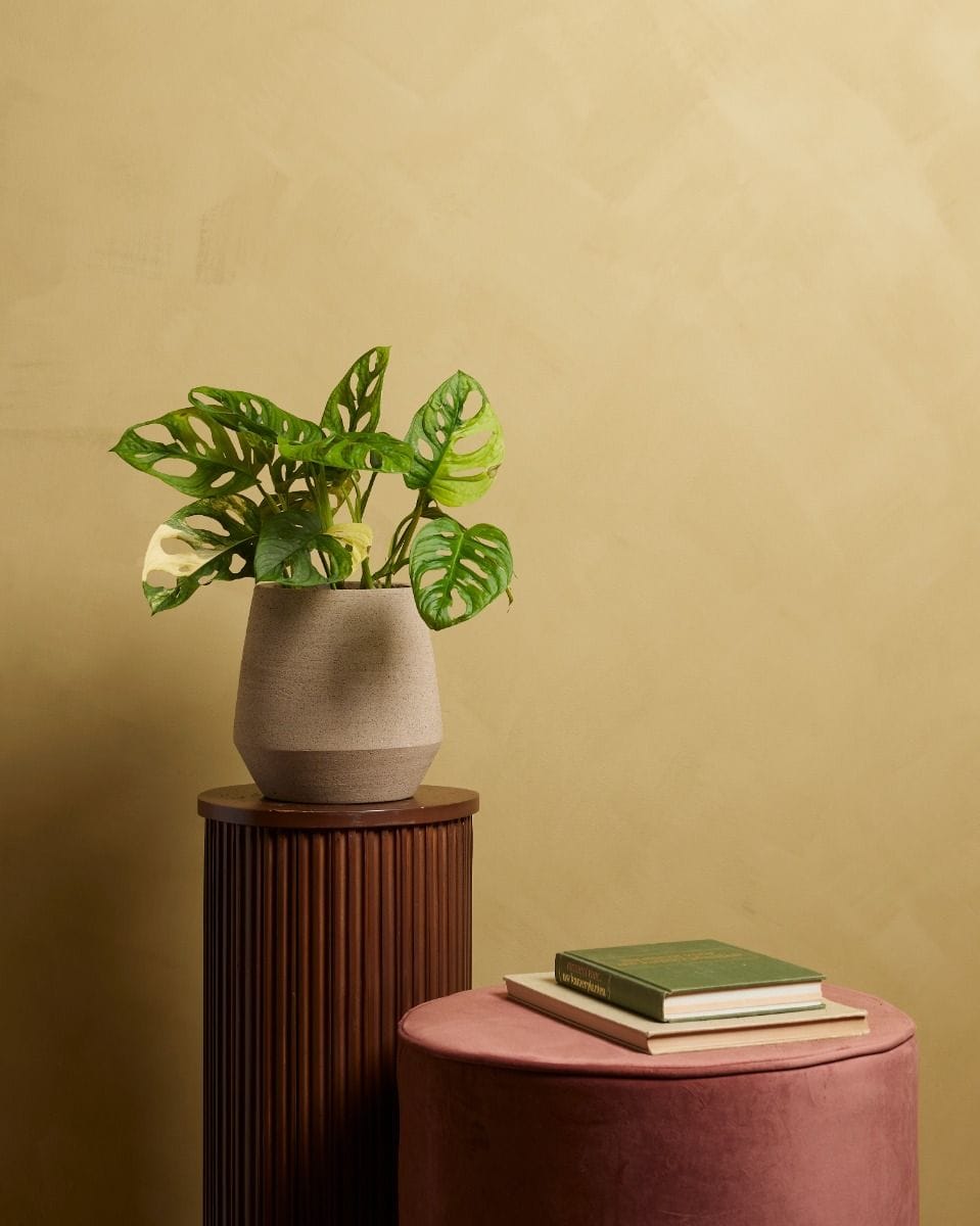 Monstera Adansonii Aurea