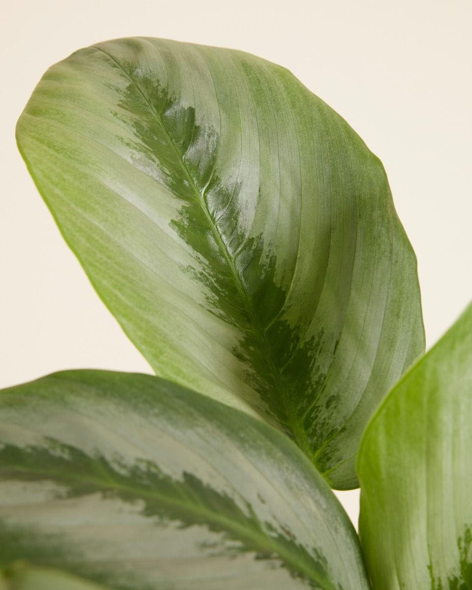 Schismatoglottis Silver Borneo