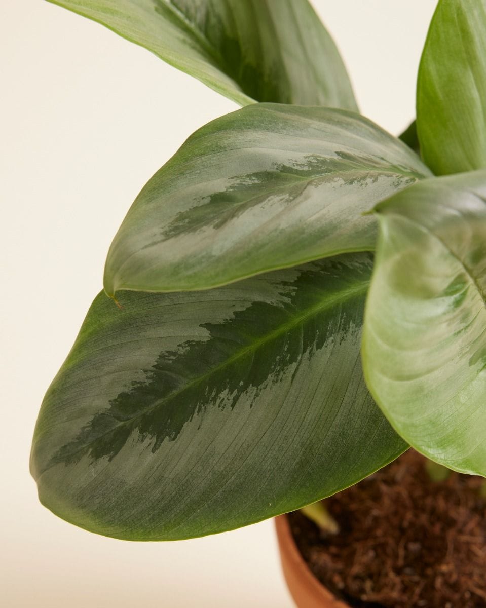 Schismatoglottis Silver Borneo
