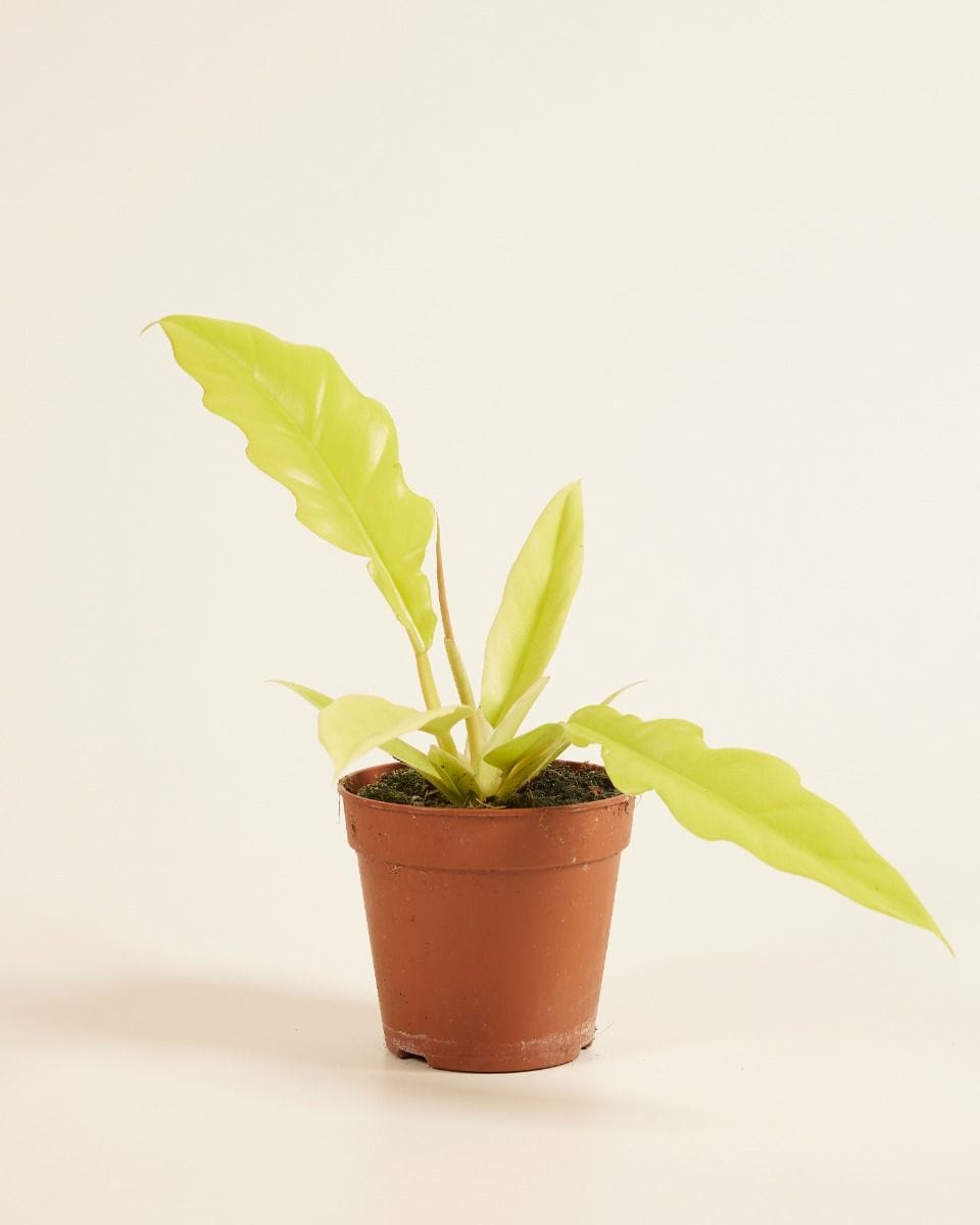 Philodendron Golden Saw