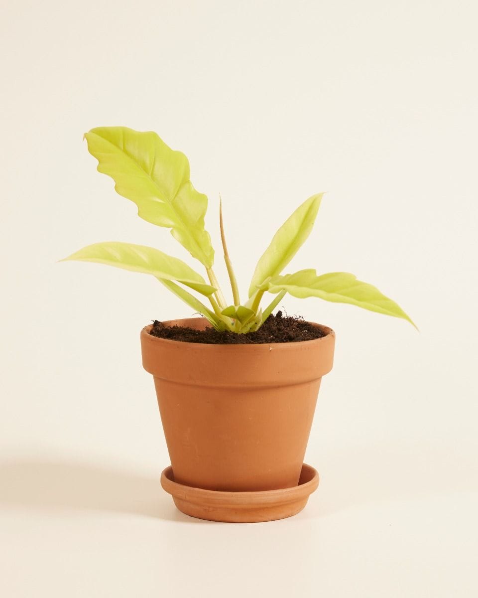 Philodendron Golden Saw
