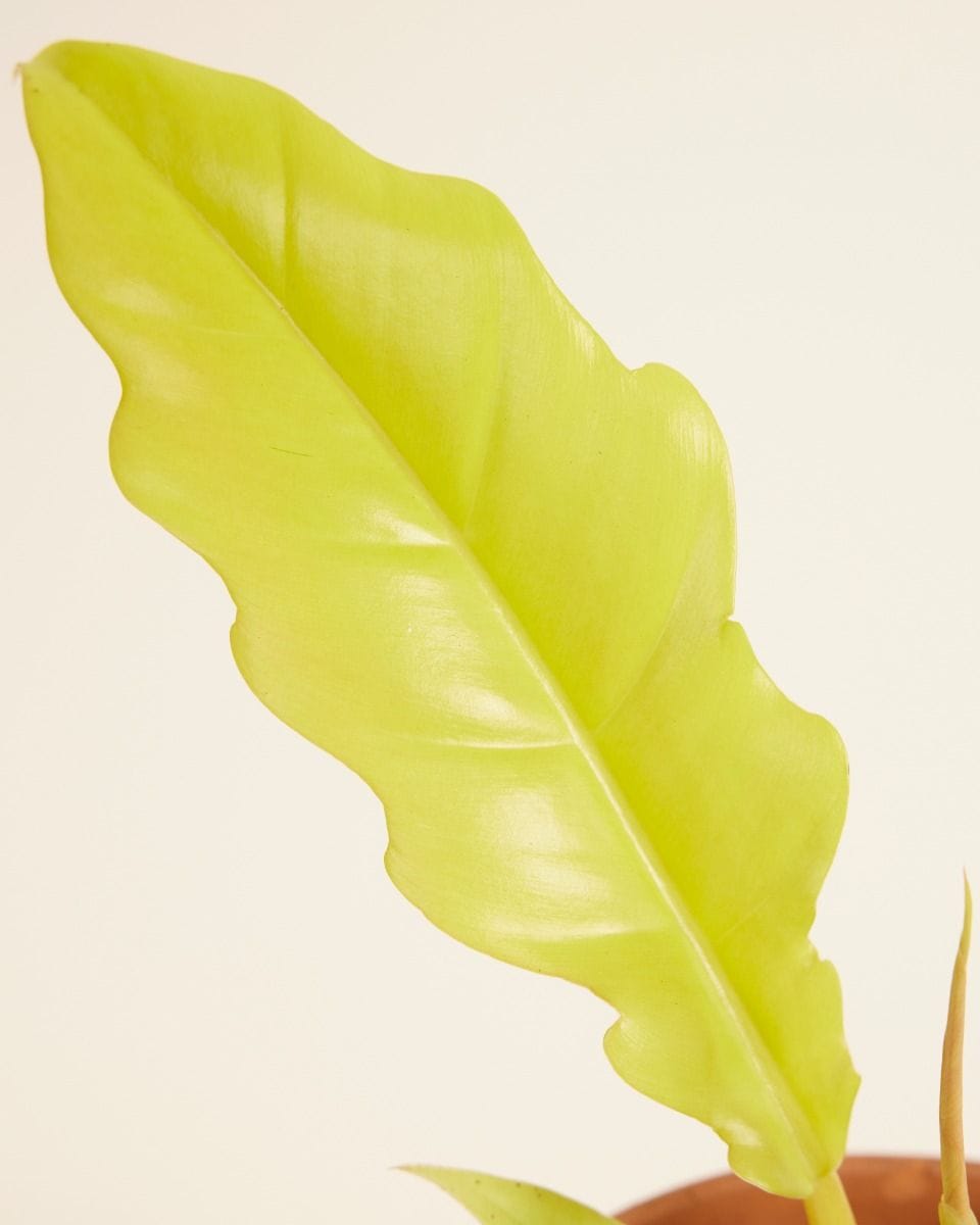 Philodendron Golden Saw