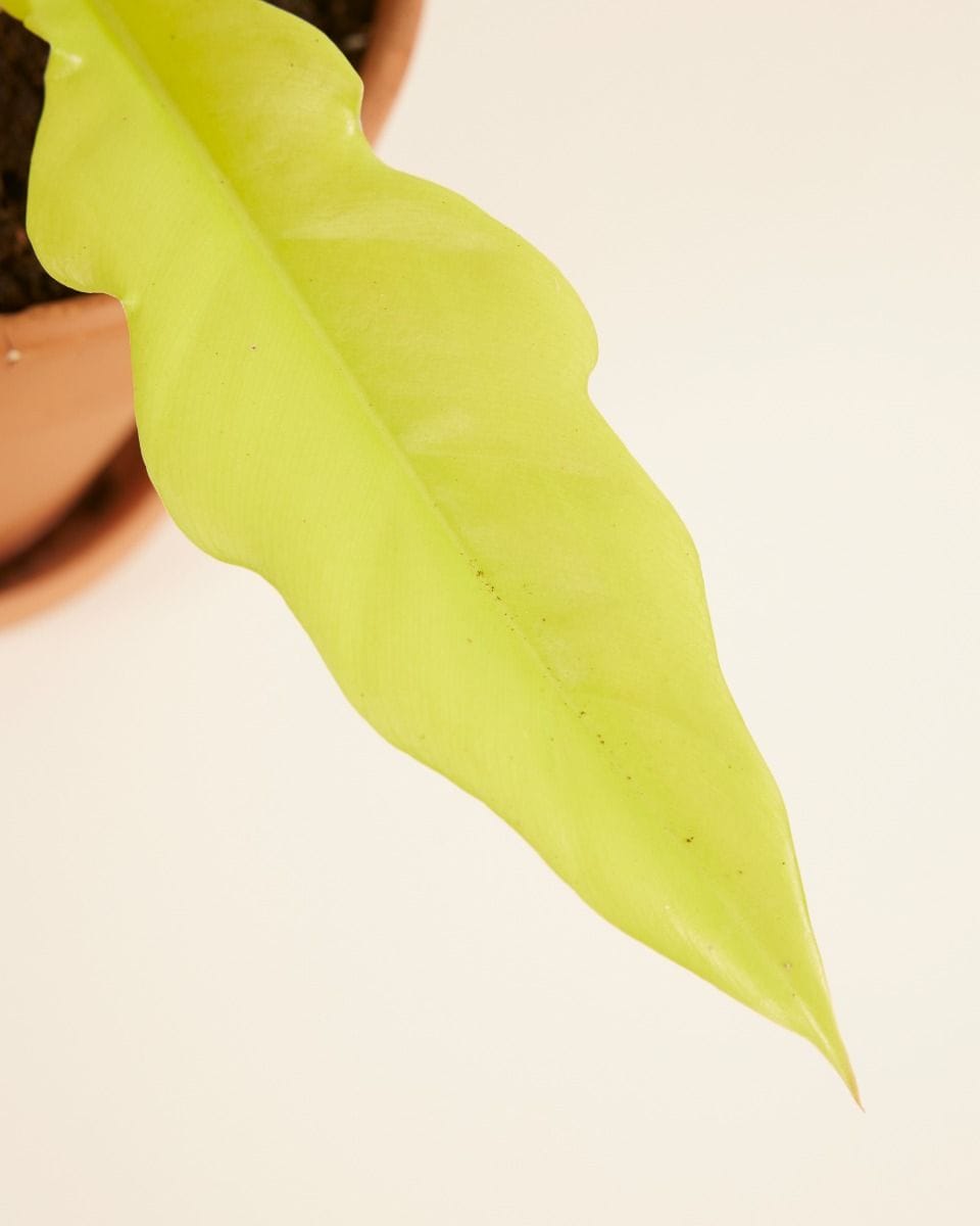 Philodendron Golden Saw