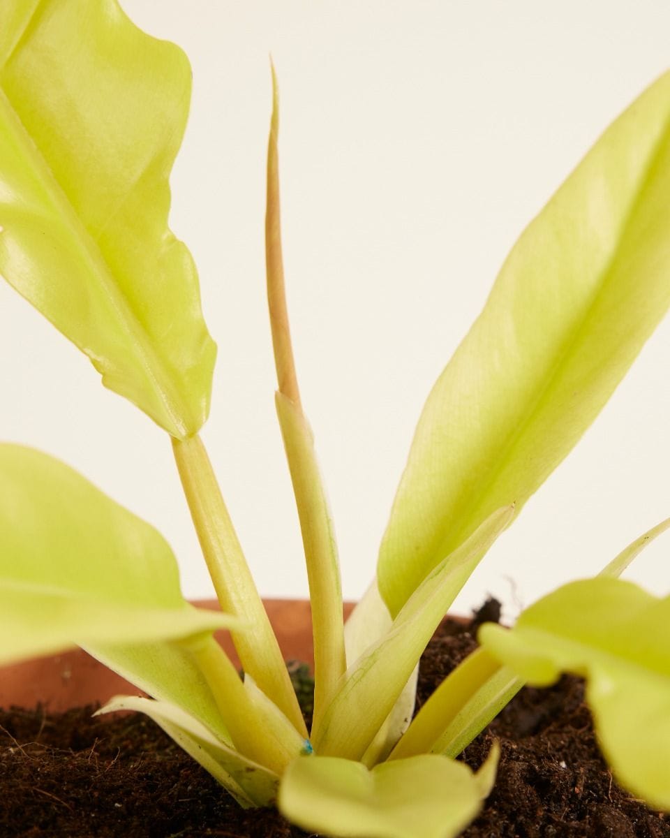 Philodendron Golden Saw