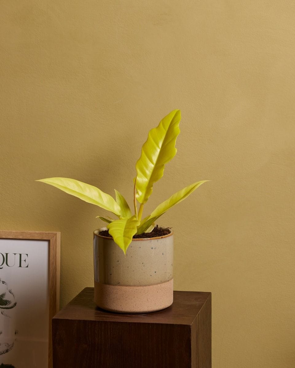 Philodendron Golden Saw