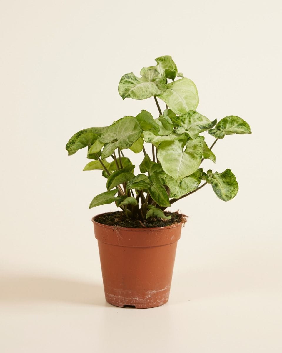 Syngonium Arrowhead Snow Country