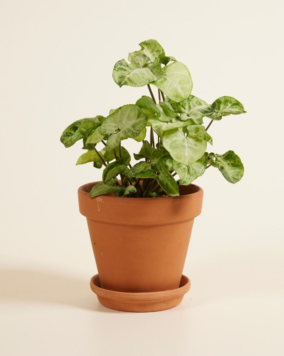 Syngonium Arrowhead Snow Country