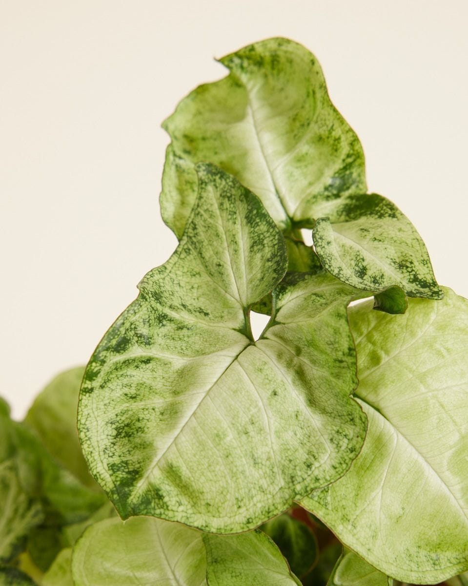 Syngonium Arrowhead Snow Country