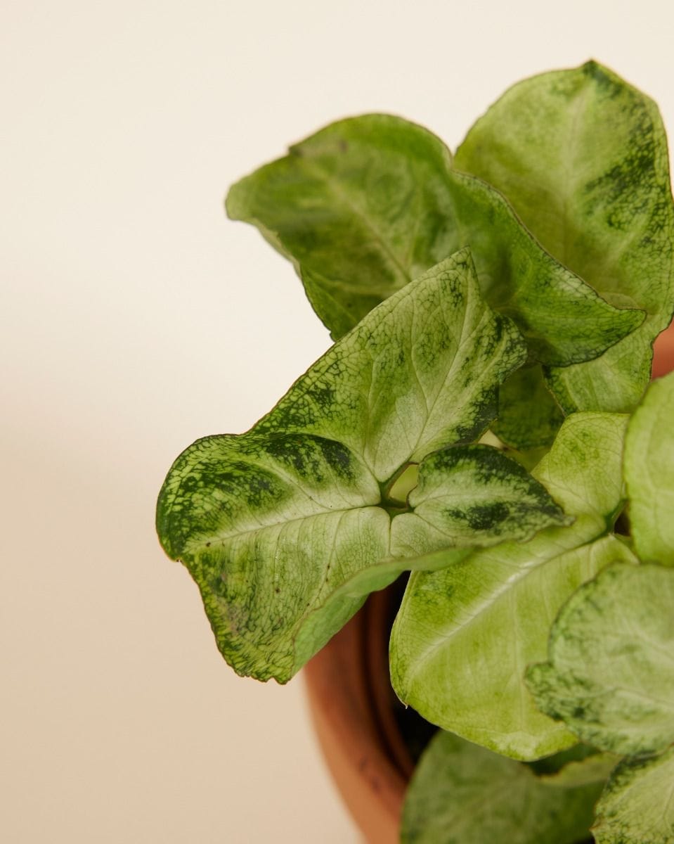 Syngonium Arrowhead Snow Country