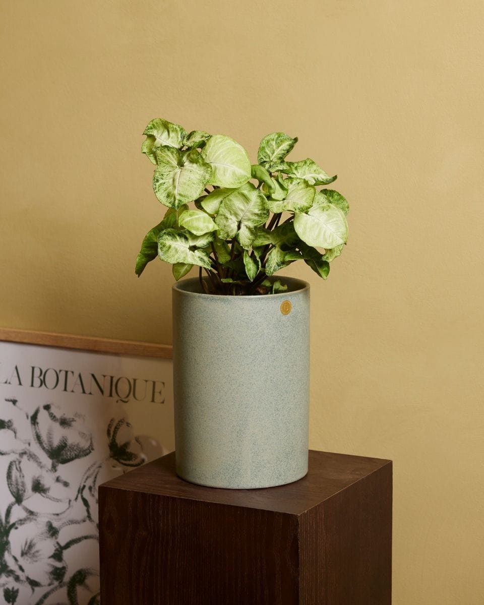 Syngonium Arrowhead Snow Country