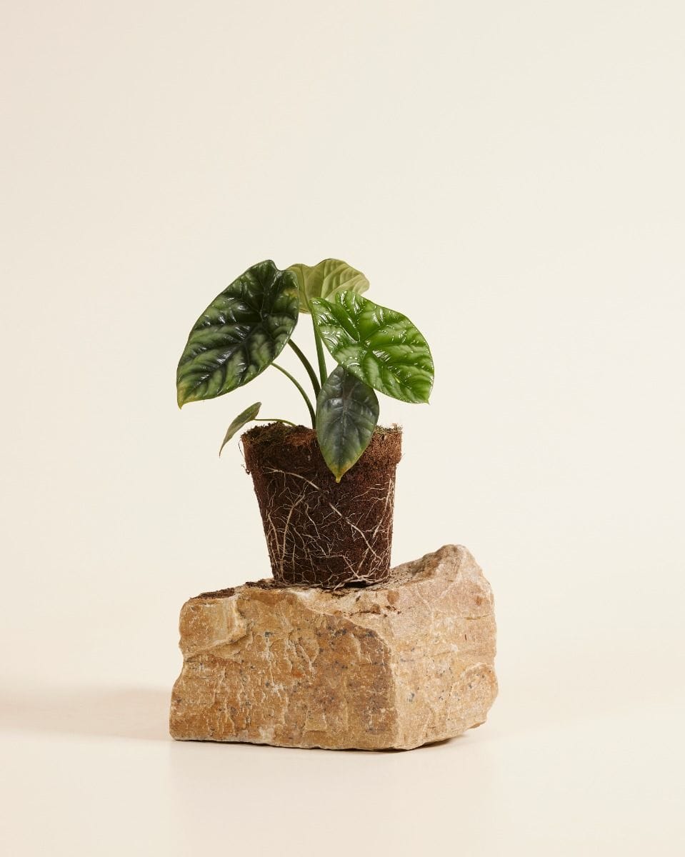 Alocasia Elephant Ears Sinuata
