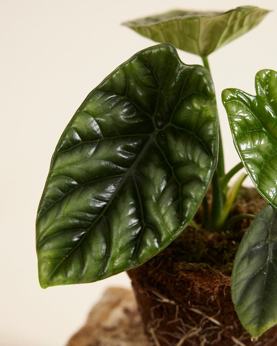 Alocasia Elephant Ears Sinuata