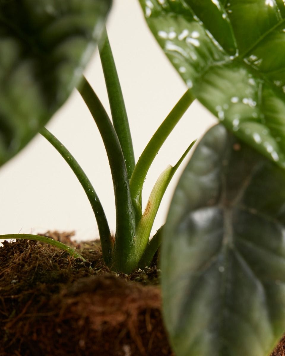 Alocasia Elephant Ears Sinuata