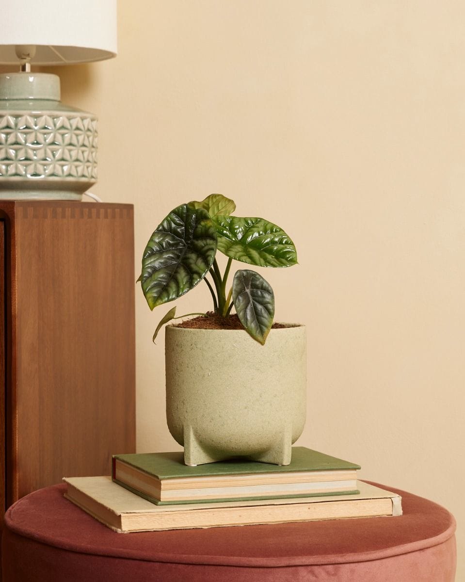 Alocasia Elephant Ears Sinuata