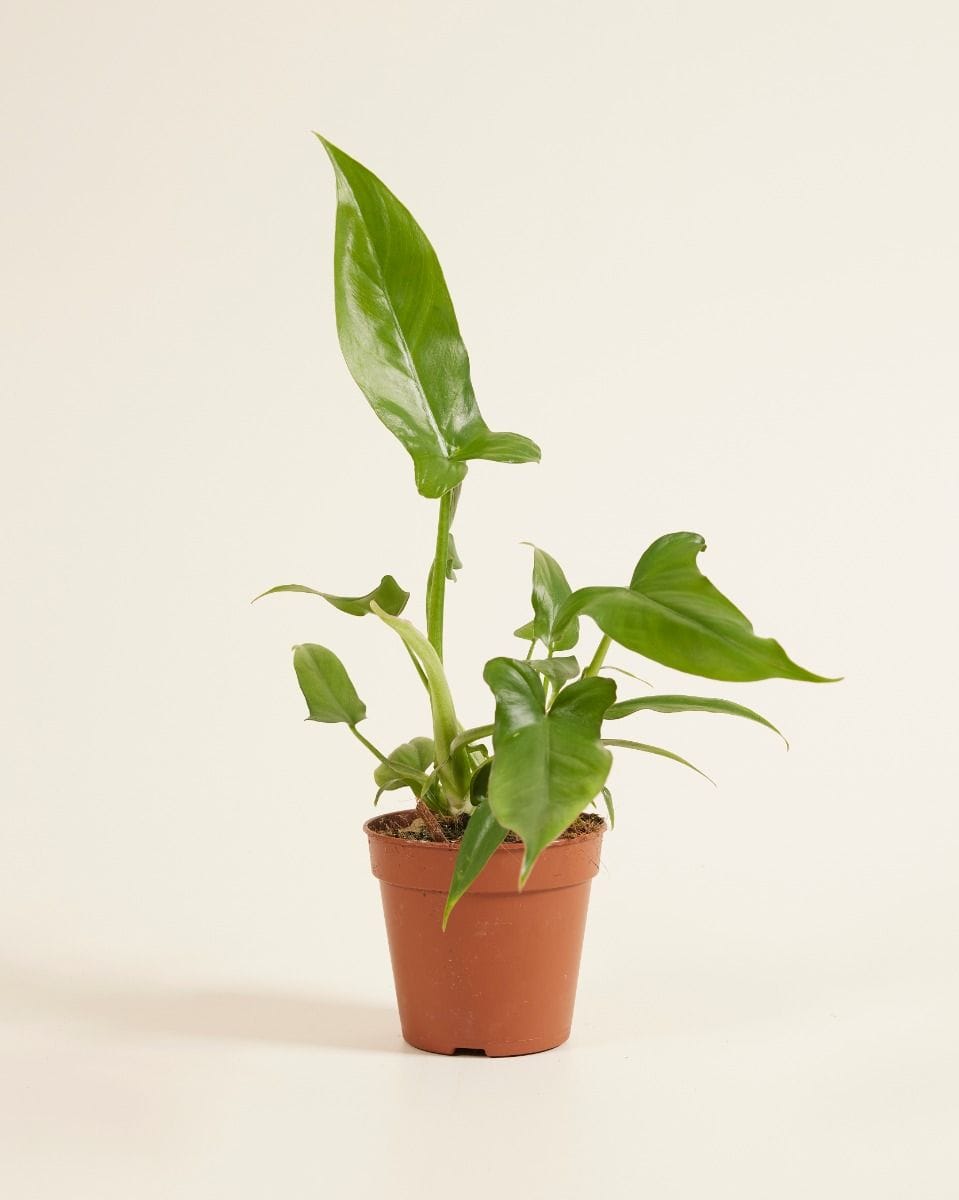 Philodendron Baumfreund Barrosoanum