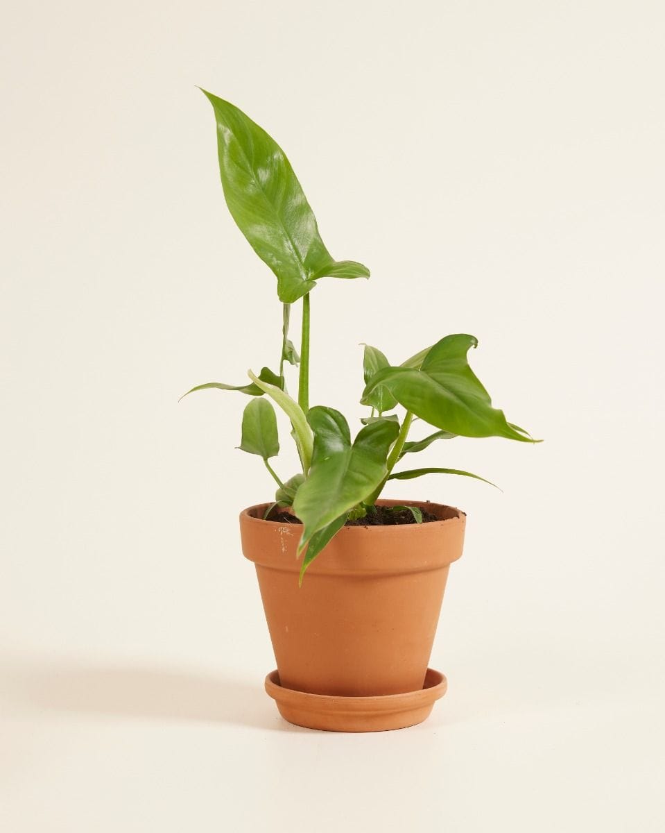 Philodendron Baumfreund Barrosoanum