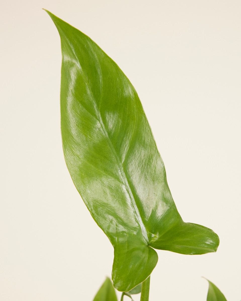 Philodendron Baumfreund Barrosoanum
