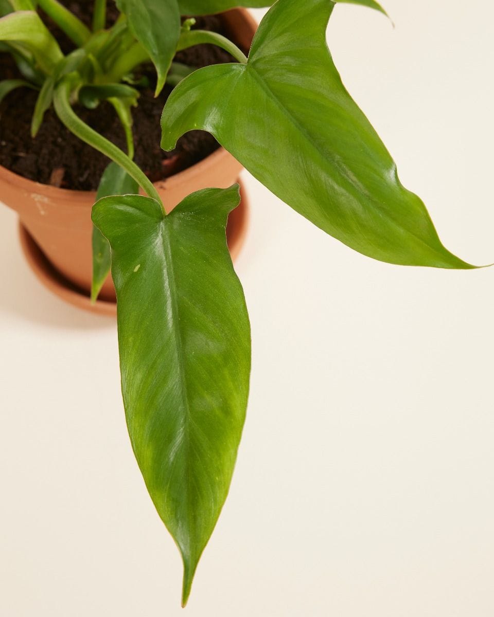 Philodendron Baumfreund Barrosoanum