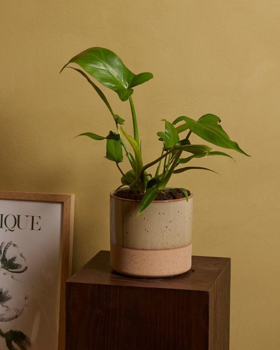 Philodendron Baumfreund Barrosoanum