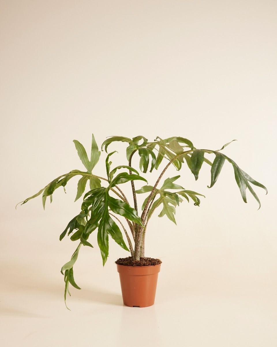 Alocasia Orecchie di Elefante Brancifolia Pink Passion