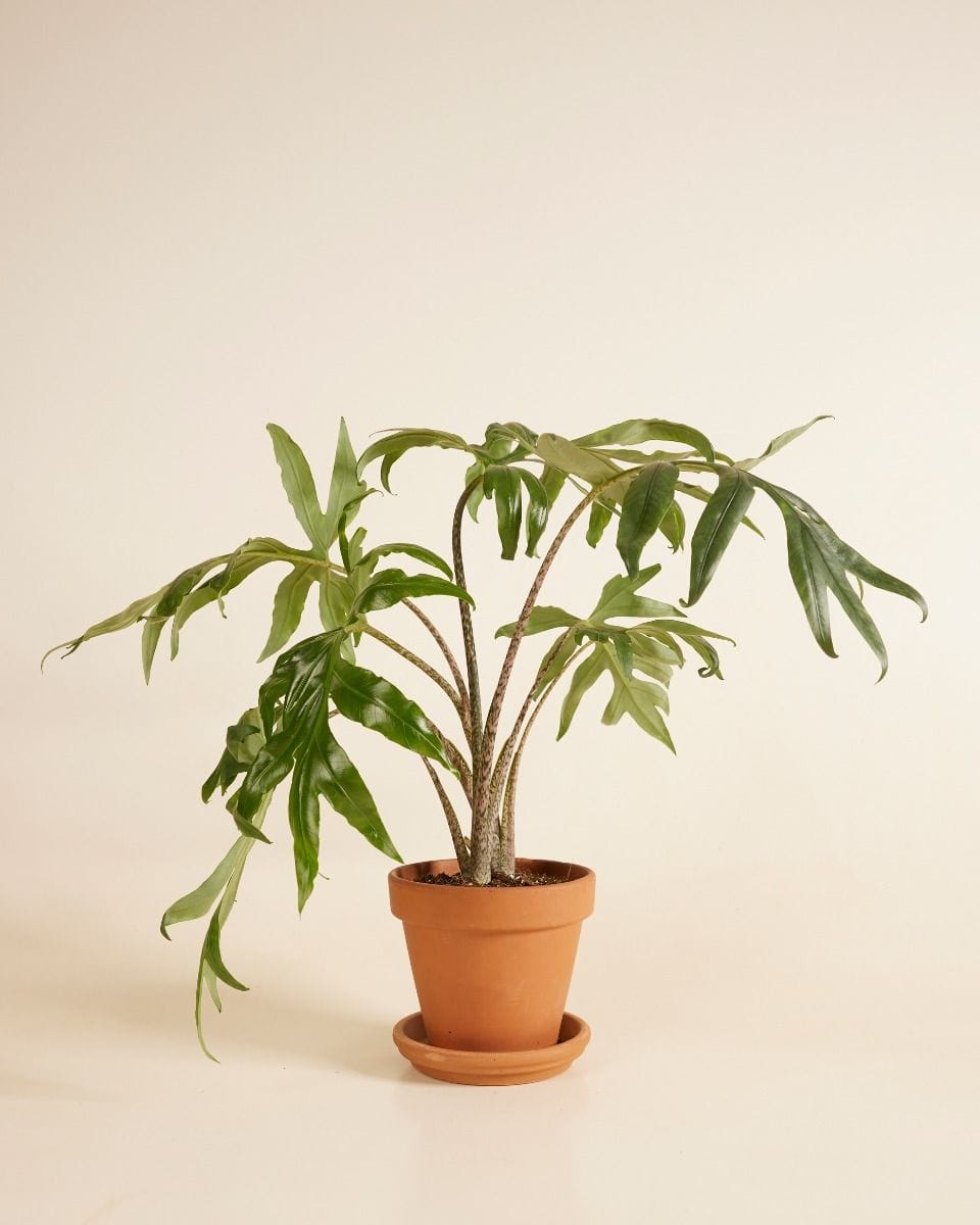 Alocasia Orecchie di Elefante Brancifolia Pink Passion