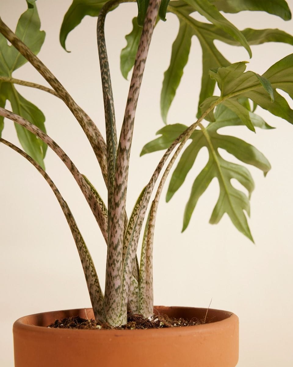 Alocasia Orecchie di Elefante Brancifolia Pink Passion