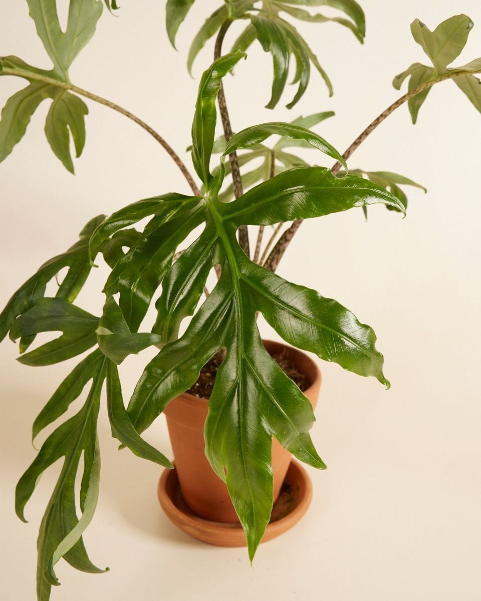 Alocasia Orecchie di Elefante Brancifolia Pink Passion