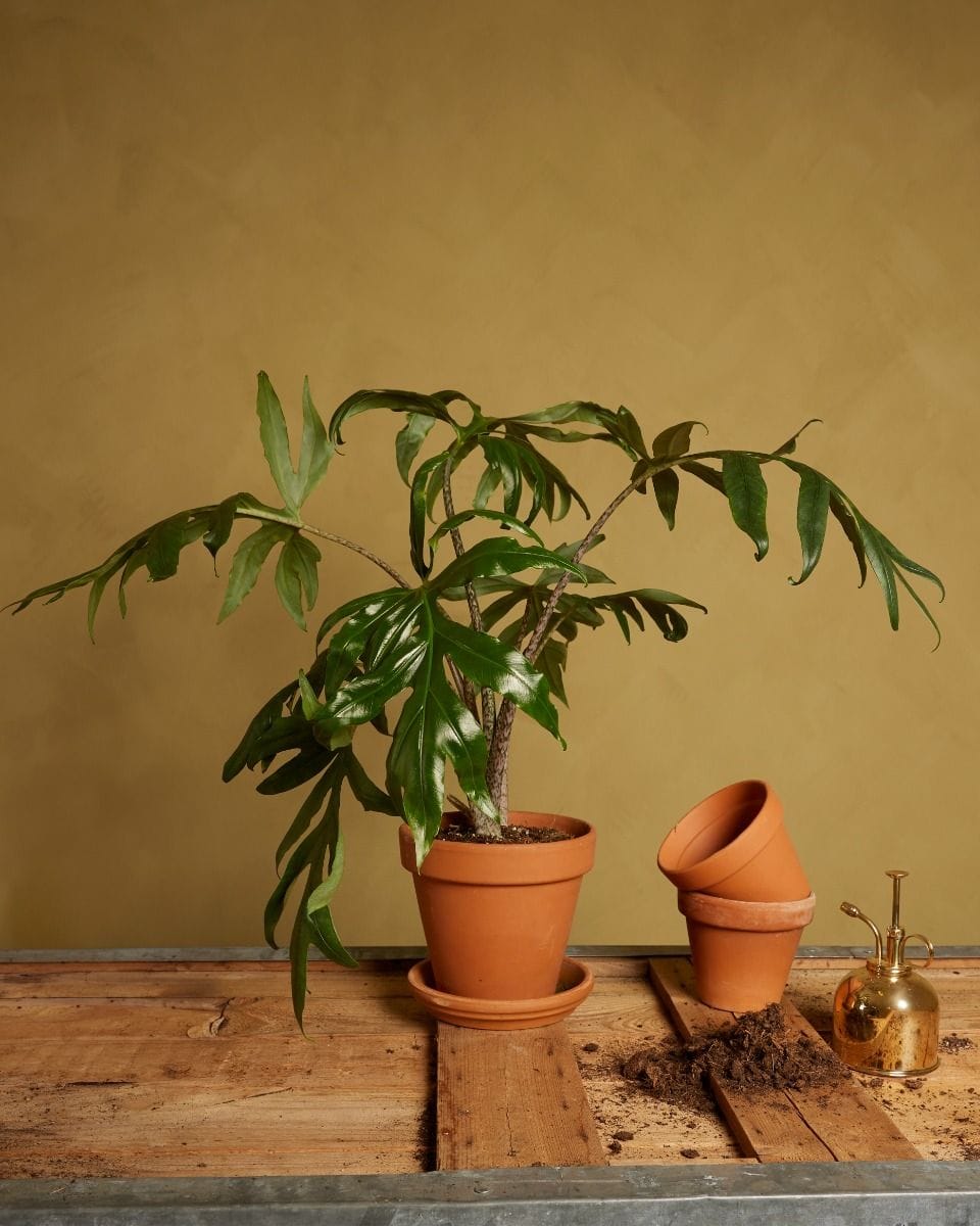 Alocasia Orecchie di Elefante Brancifolia Pink Passion