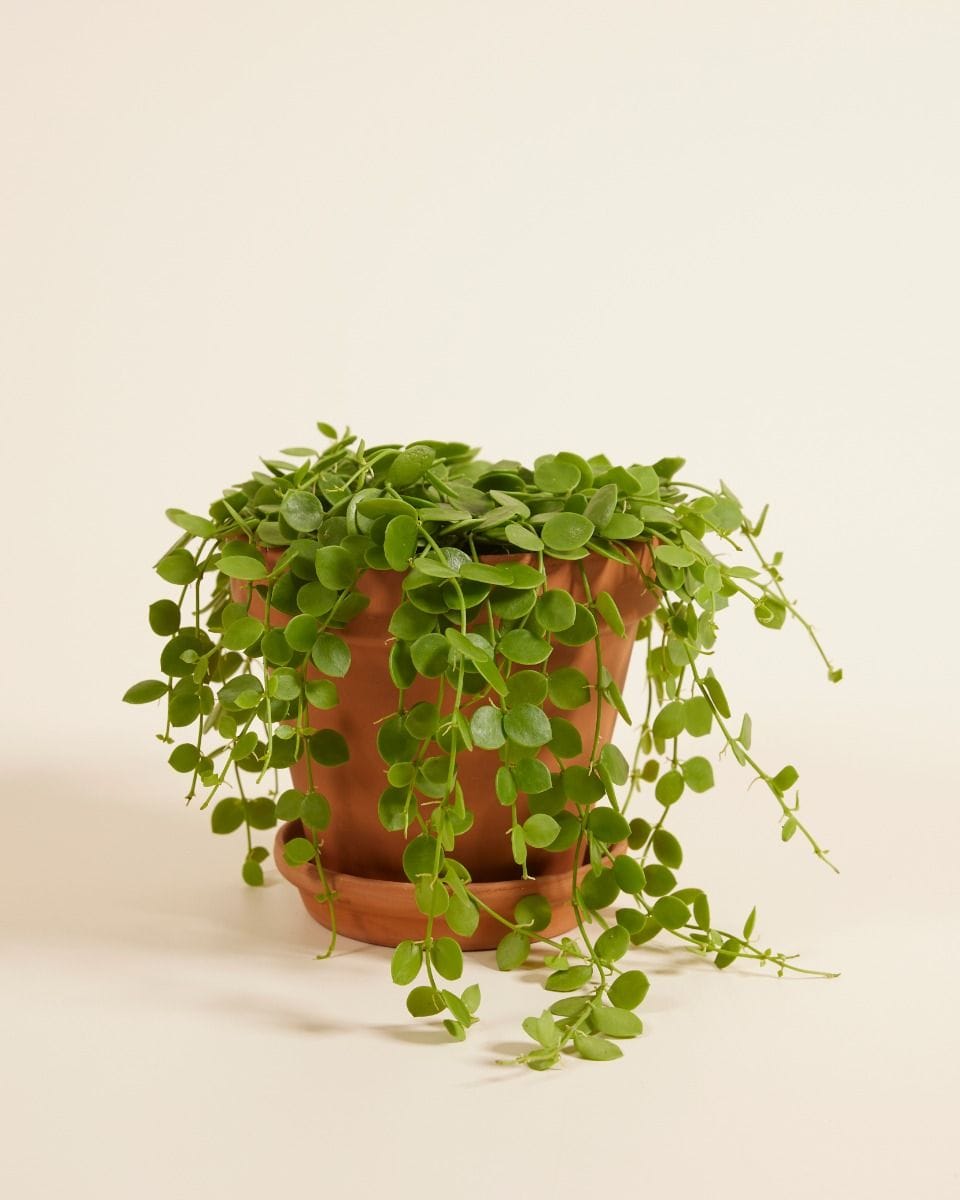 Dischidia Nummularia