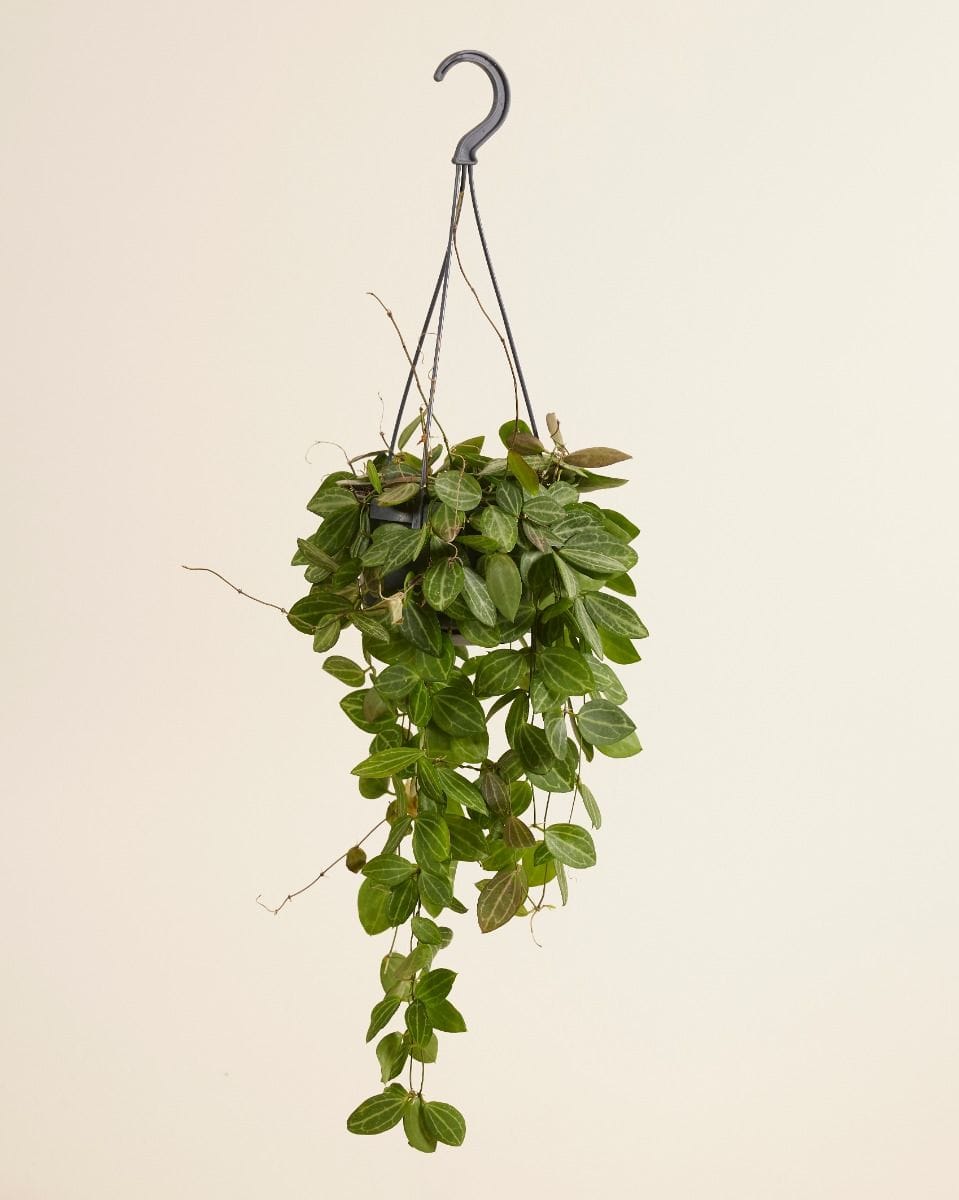 Dischidia Ovata