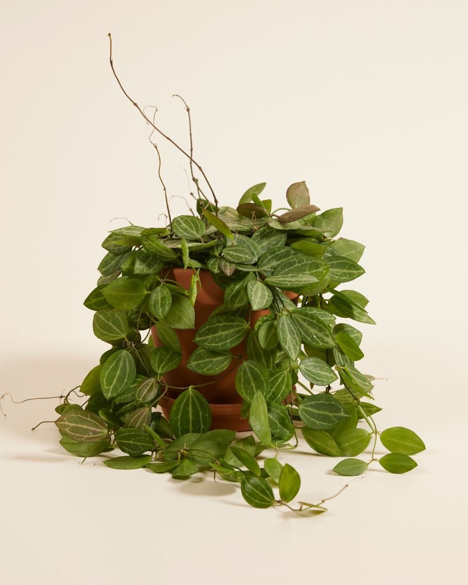 Dischidia Ovata