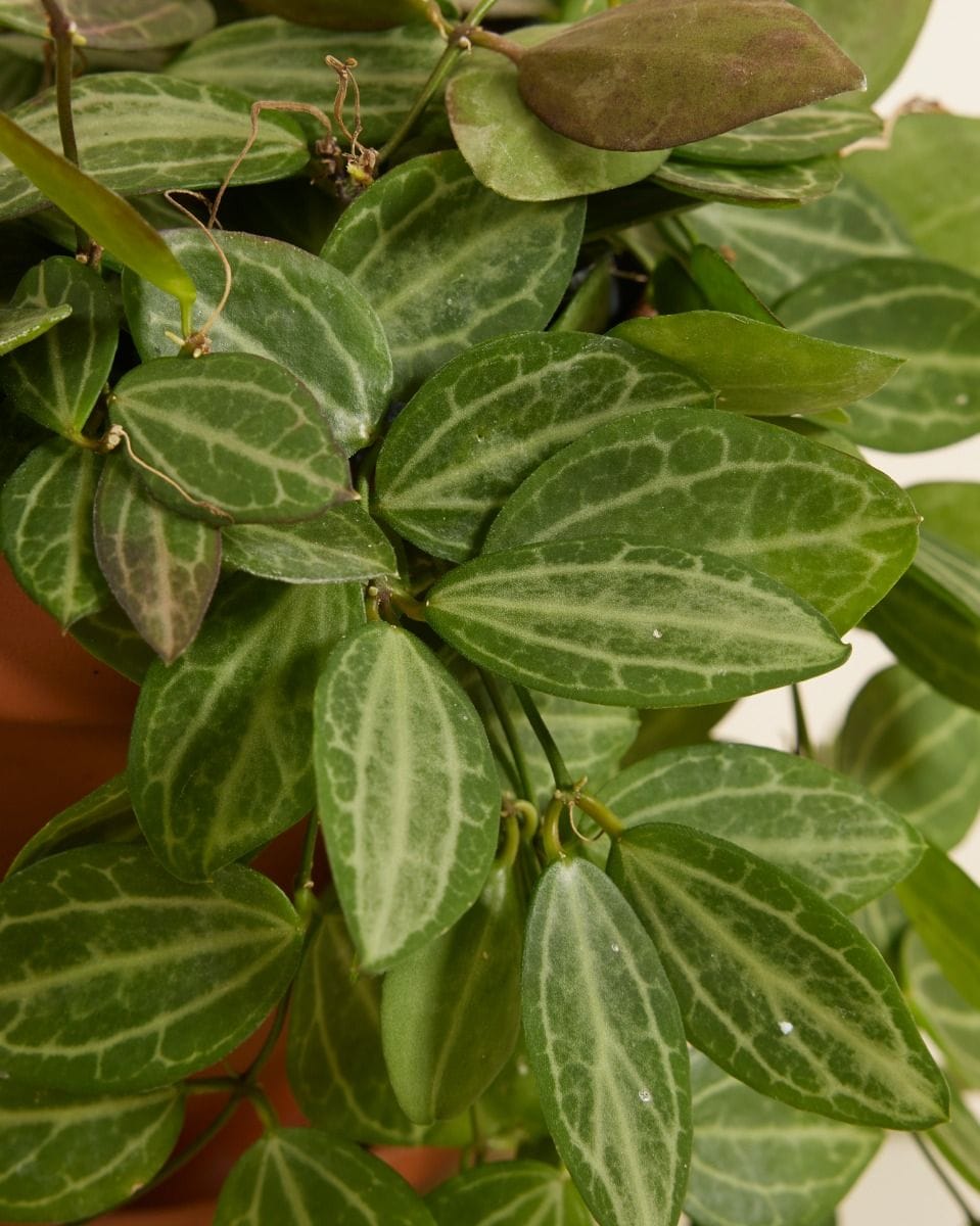 Dischidia Ovata