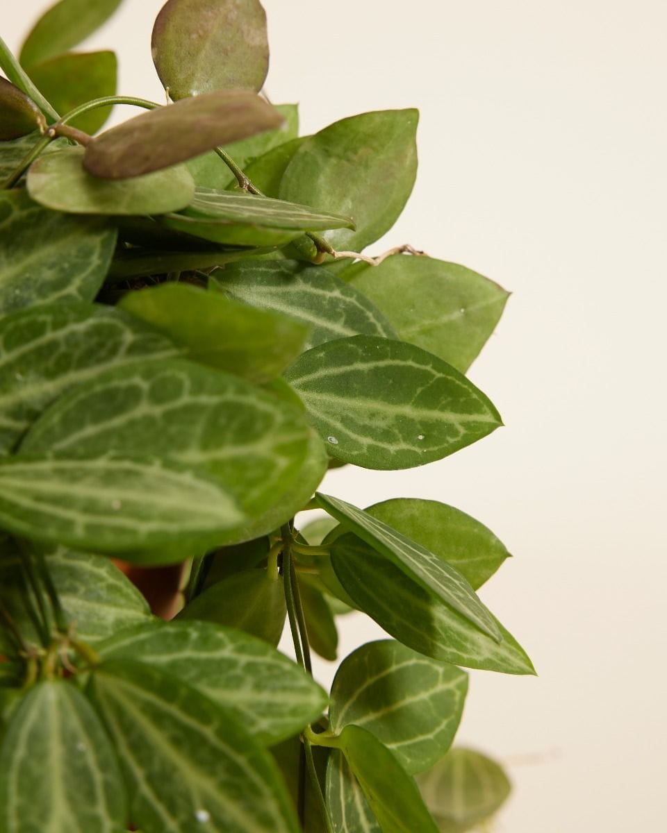 Dischidia Ovata