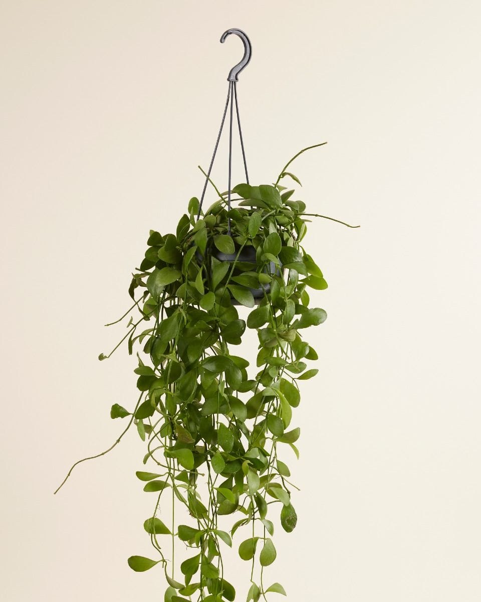 Dischidia Imbricata