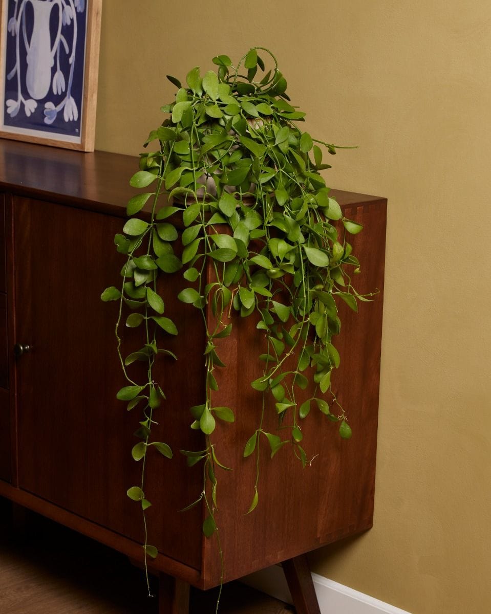 Dischidia Imbricata