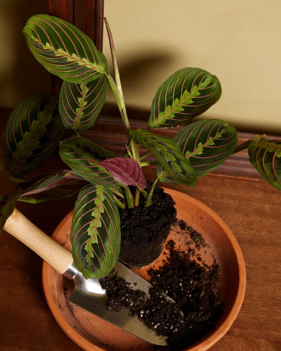 Maranta Leuconeura Fascinator