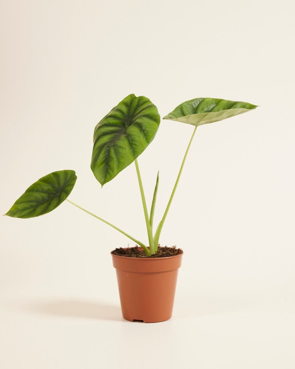 Alocasia Orecchie di Elefante Clypeolata Green Shield