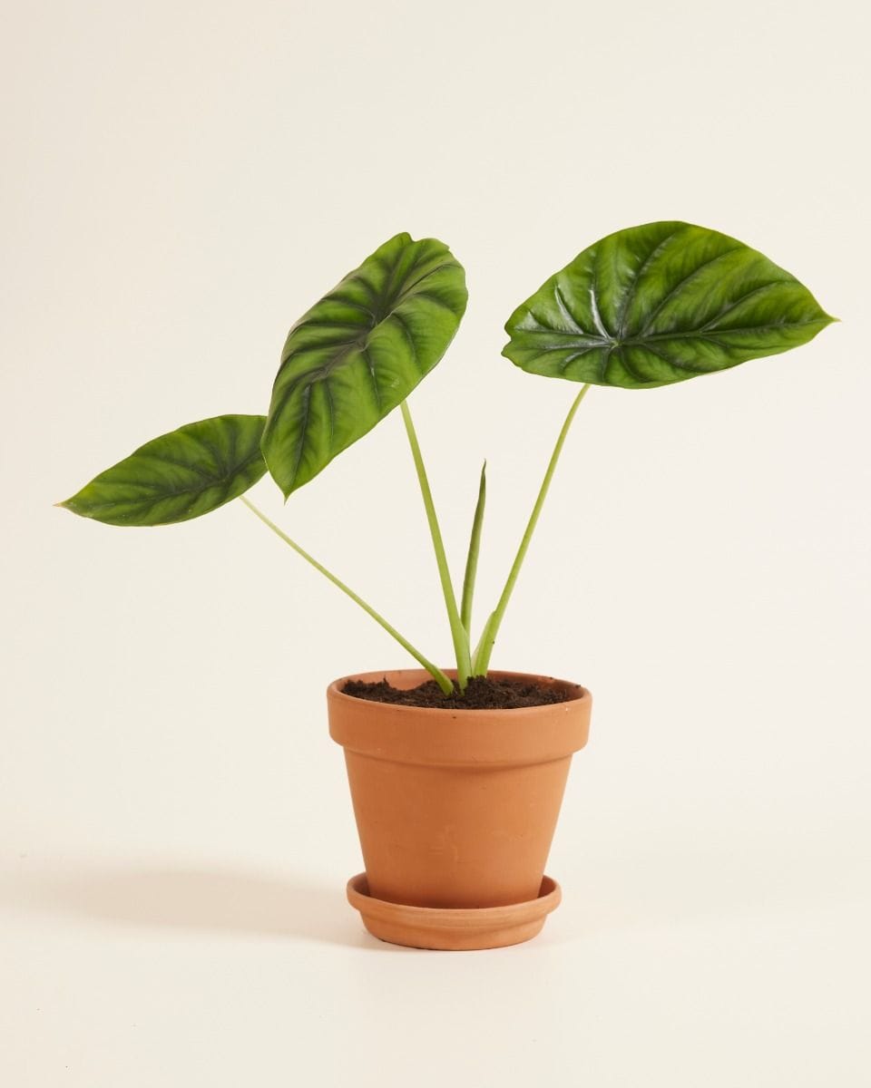 Alocasia Orecchie di Elefante Clypeolata Green Shield