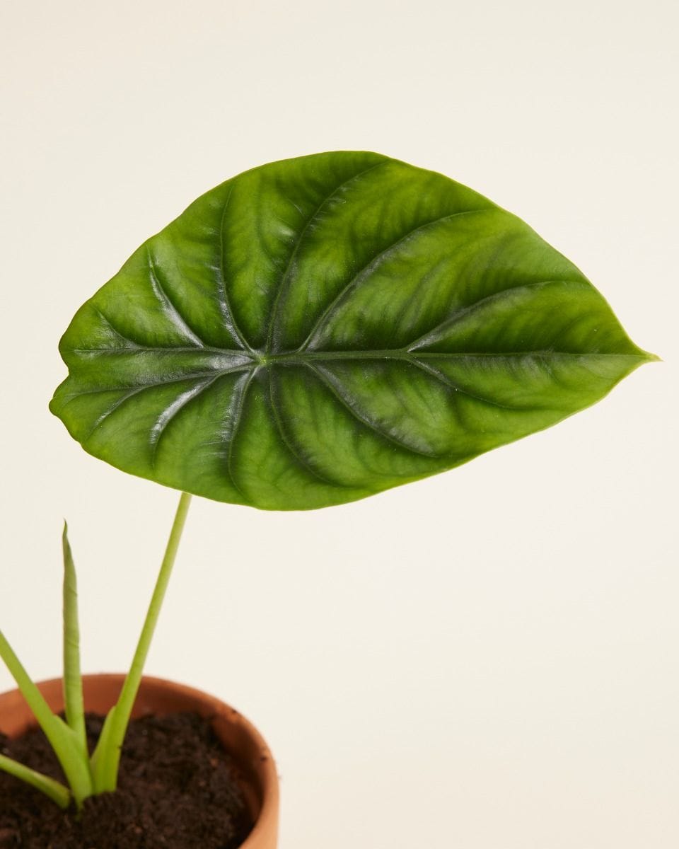 Alocasia Orecchie di Elefante Clypeolata Green Shield