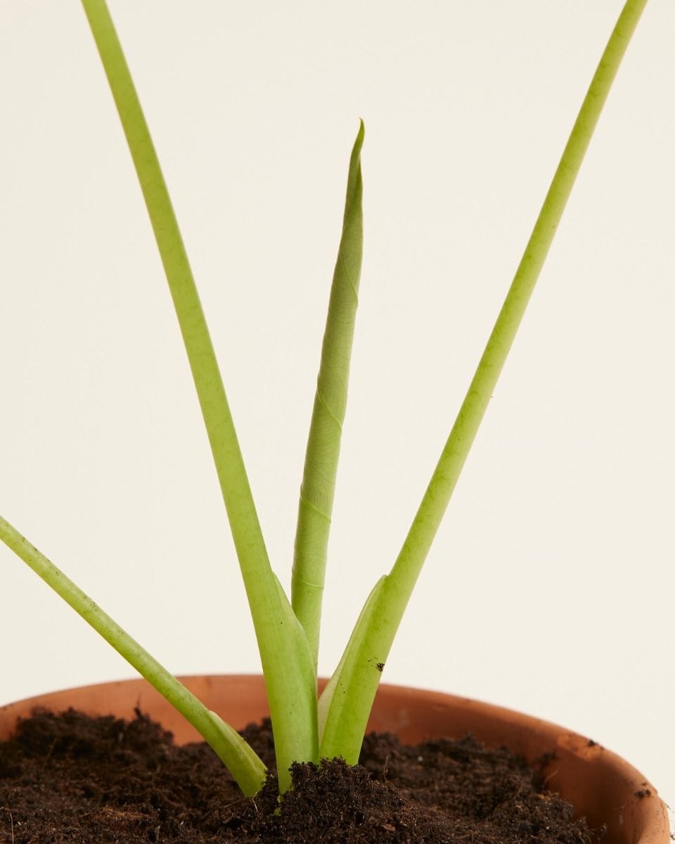 Alocasia Orecchie di Elefante Clypeolata Green Shield