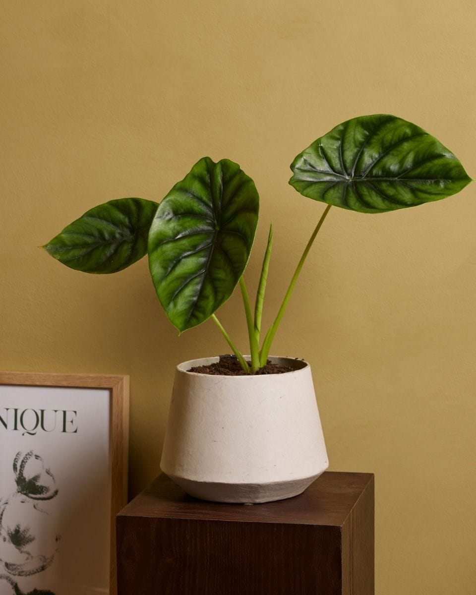 Alocasia Orecchie di Elefante Clypeolata Green Shield