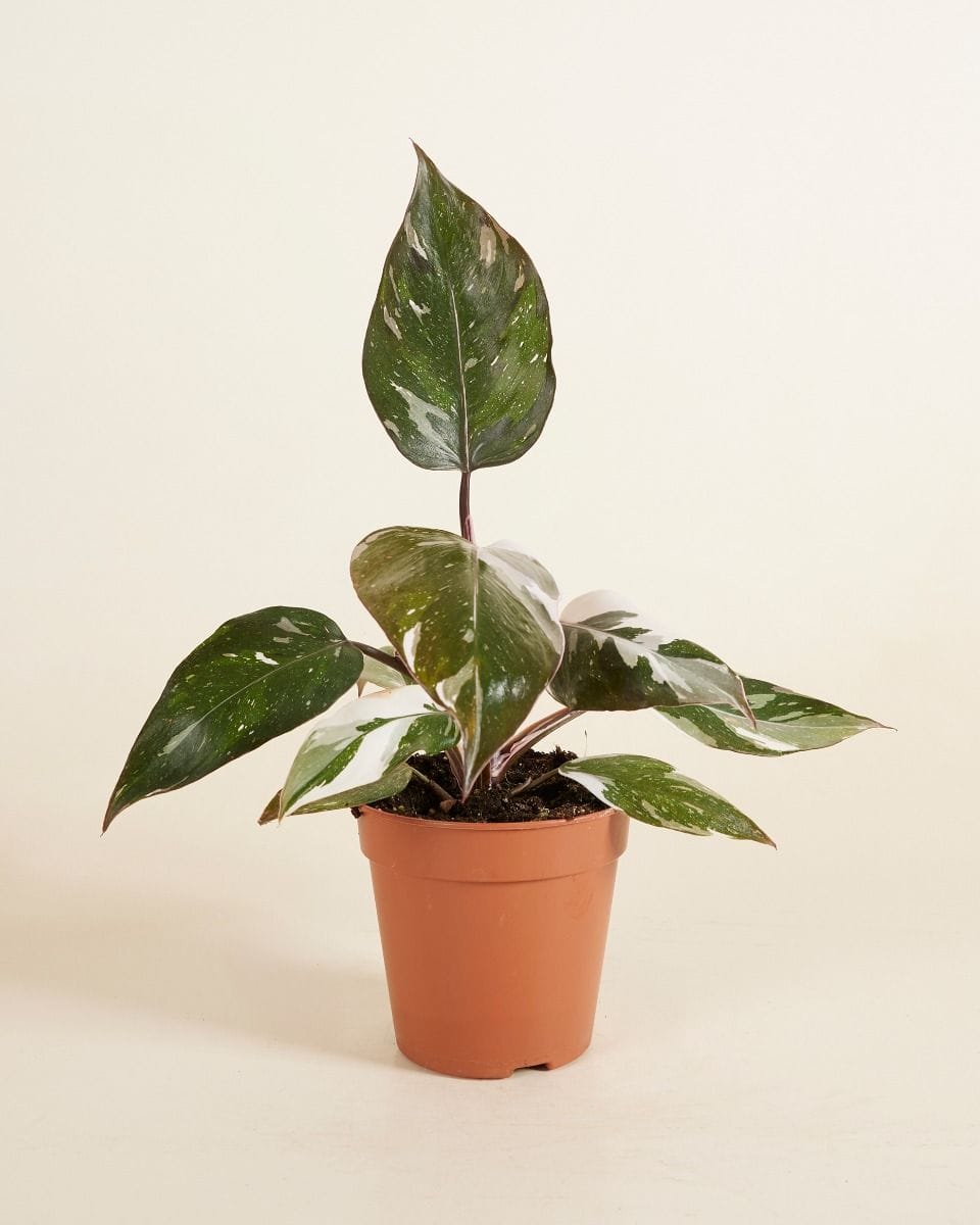 Philodendron Red Anderson