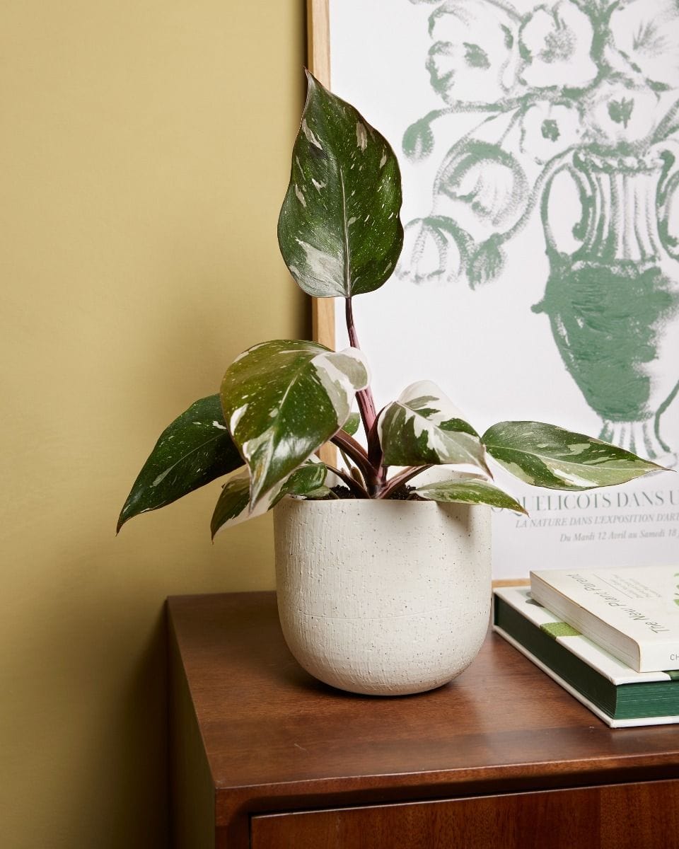 Philodendron Red Anderson