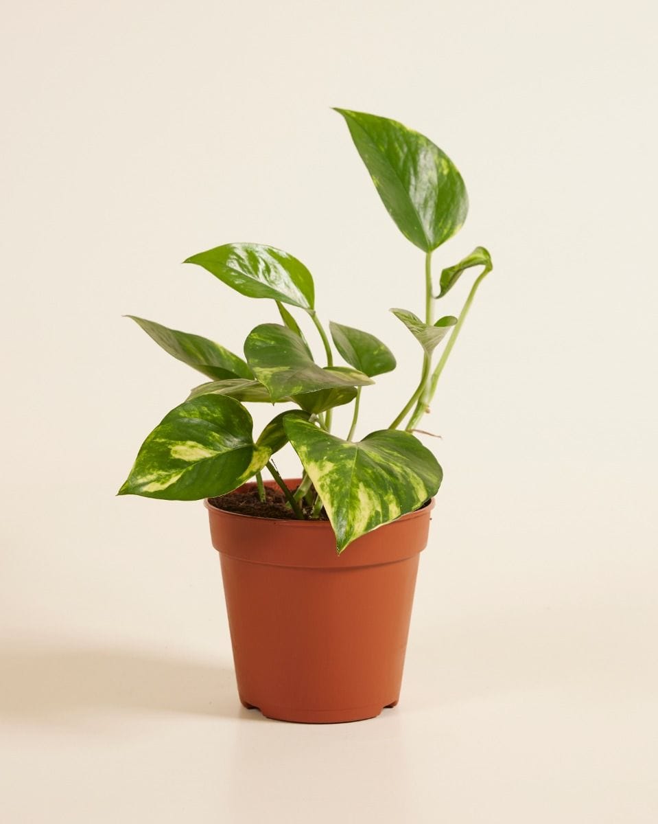 Epipremnum Devil's Ivy Pinnatum Aureum